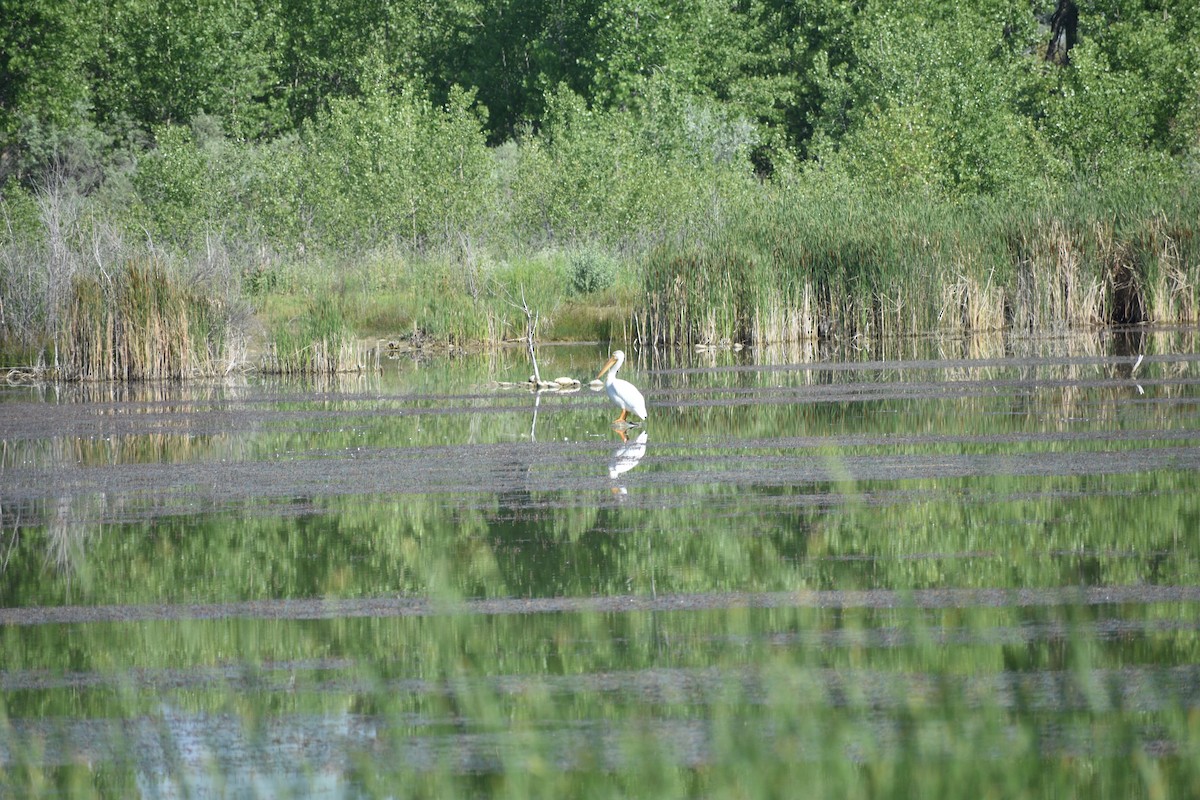 American White Pelican - ML638202477