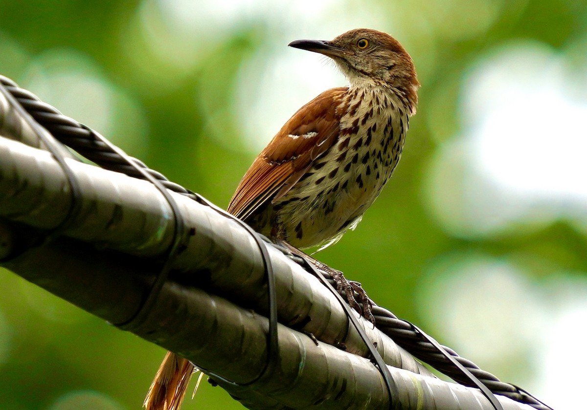 Brown Thrasher - ML638202480