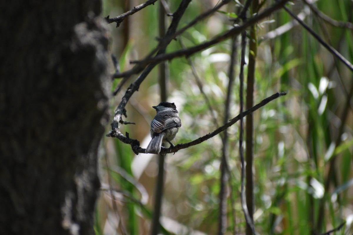 Black-capped Chickadee - ML638202482