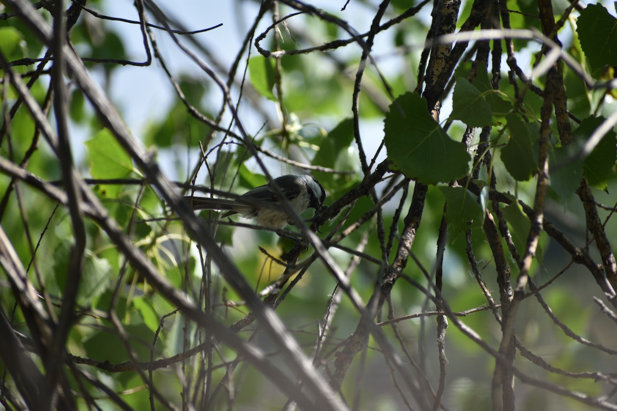 Black-capped Chickadee - ML638202483