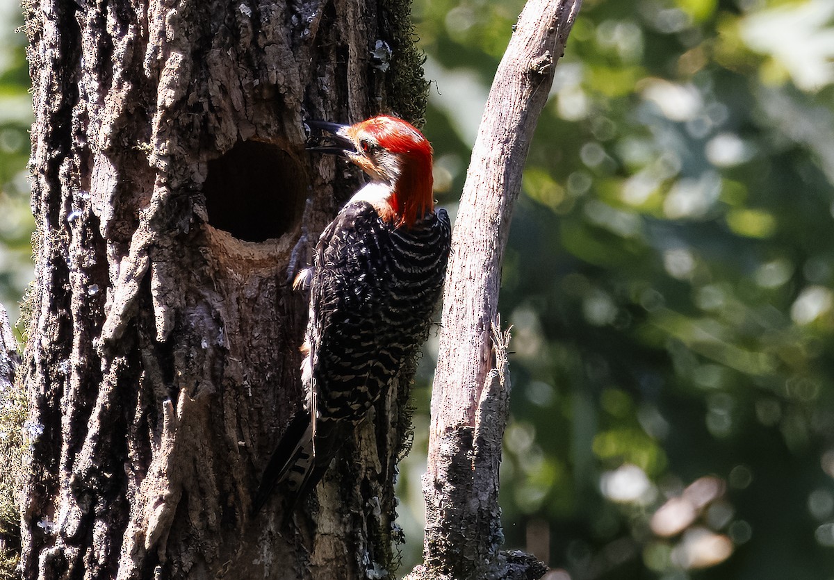 Red-bellied Woodpecker - ML638202488
