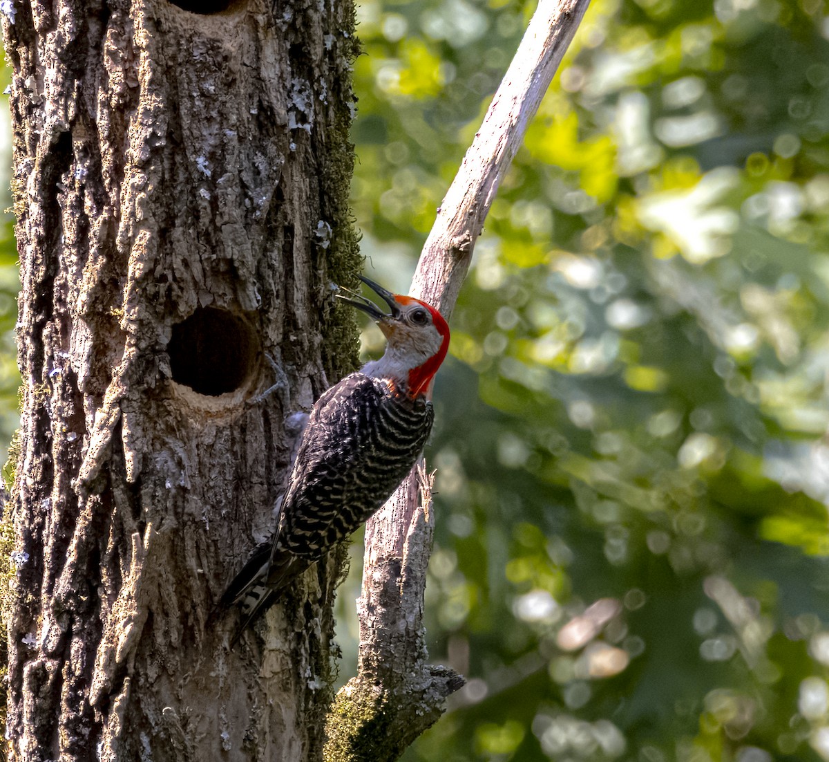 Red-bellied Woodpecker - ML638202489