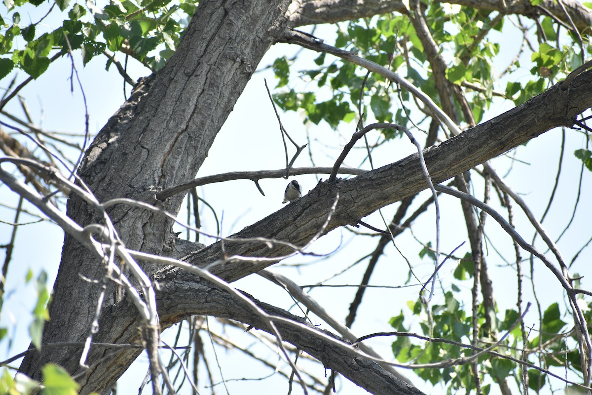 White-breasted Nuthatch - ML638202490