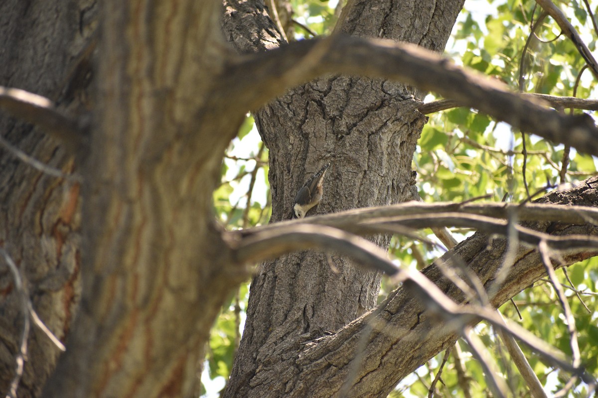 White-breasted Nuthatch - ML638202491