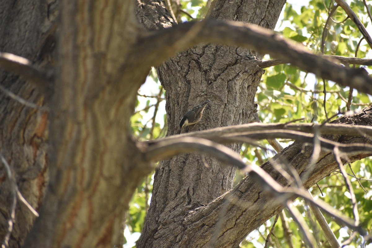 White-breasted Nuthatch - ML638202492