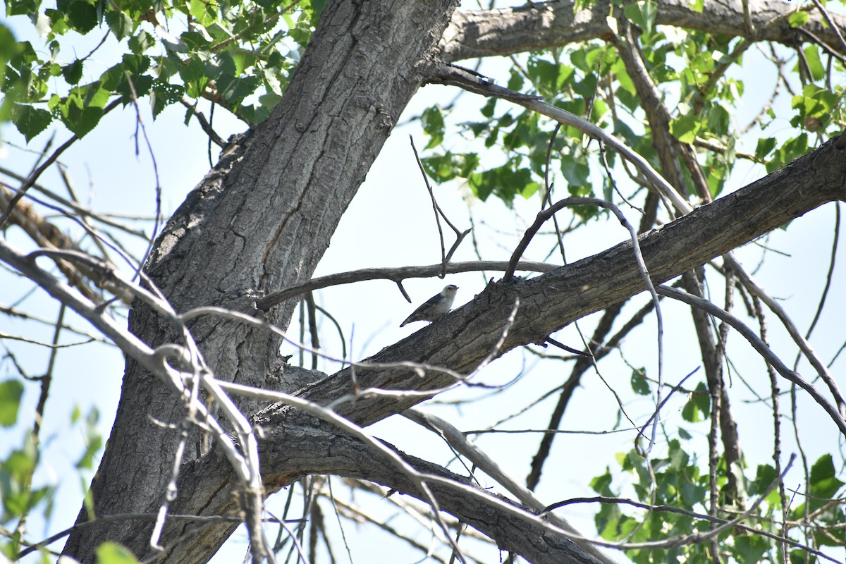 White-breasted Nuthatch - ML638202494