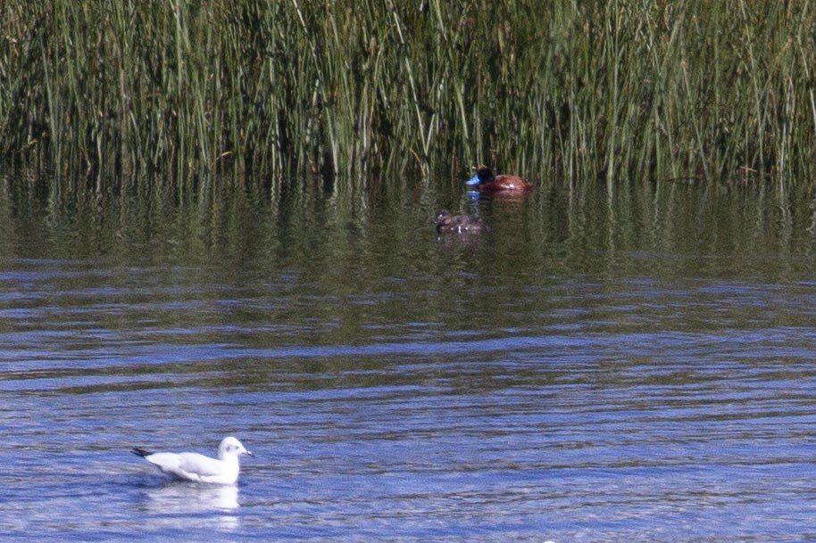 Andean Duck - ML638202496
