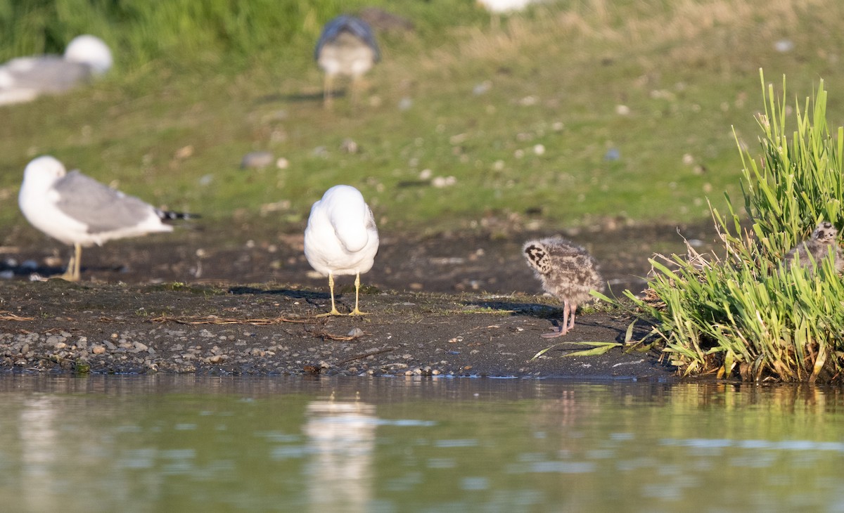 Short-billed Gull - ML638202500