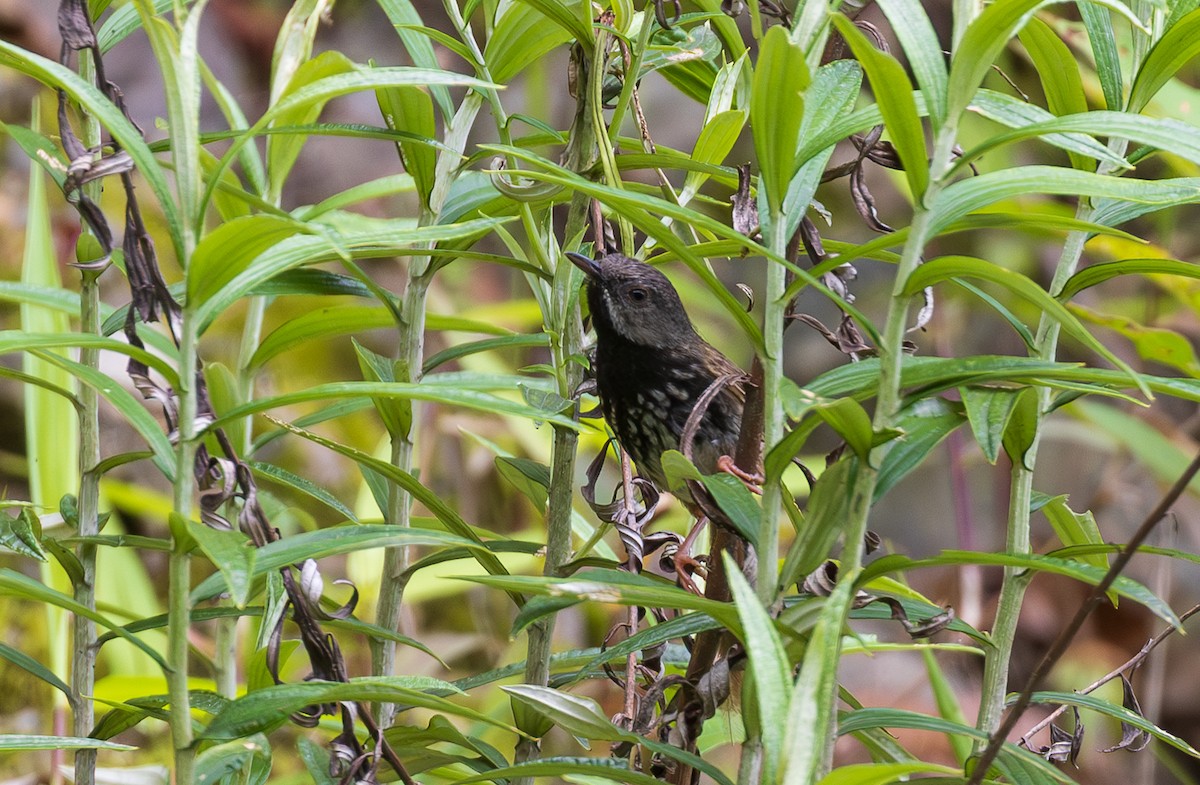 Black-throated Prinia - ML638202507