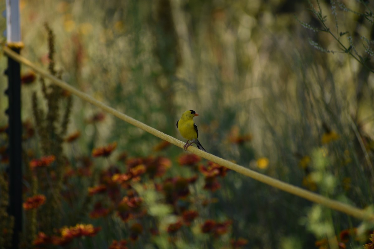 American Goldfinch - ML638202510