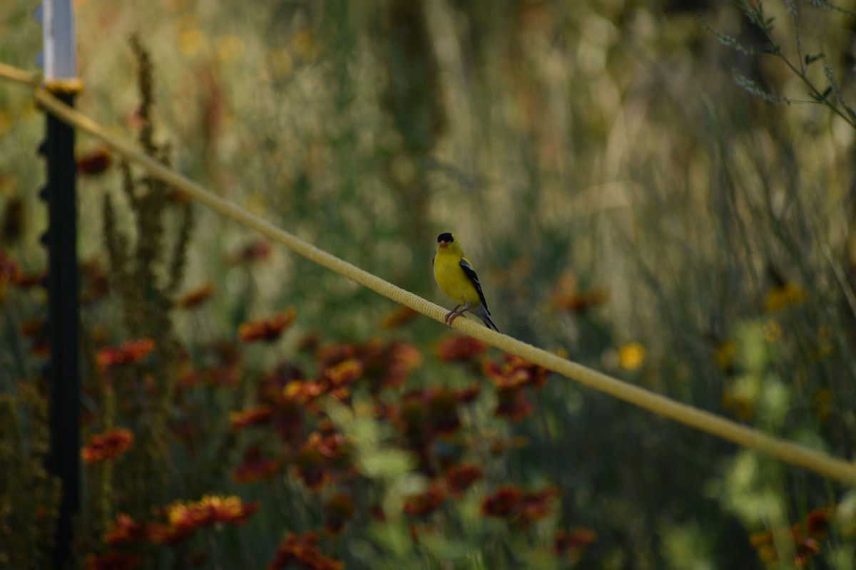 American Goldfinch - ML638202511