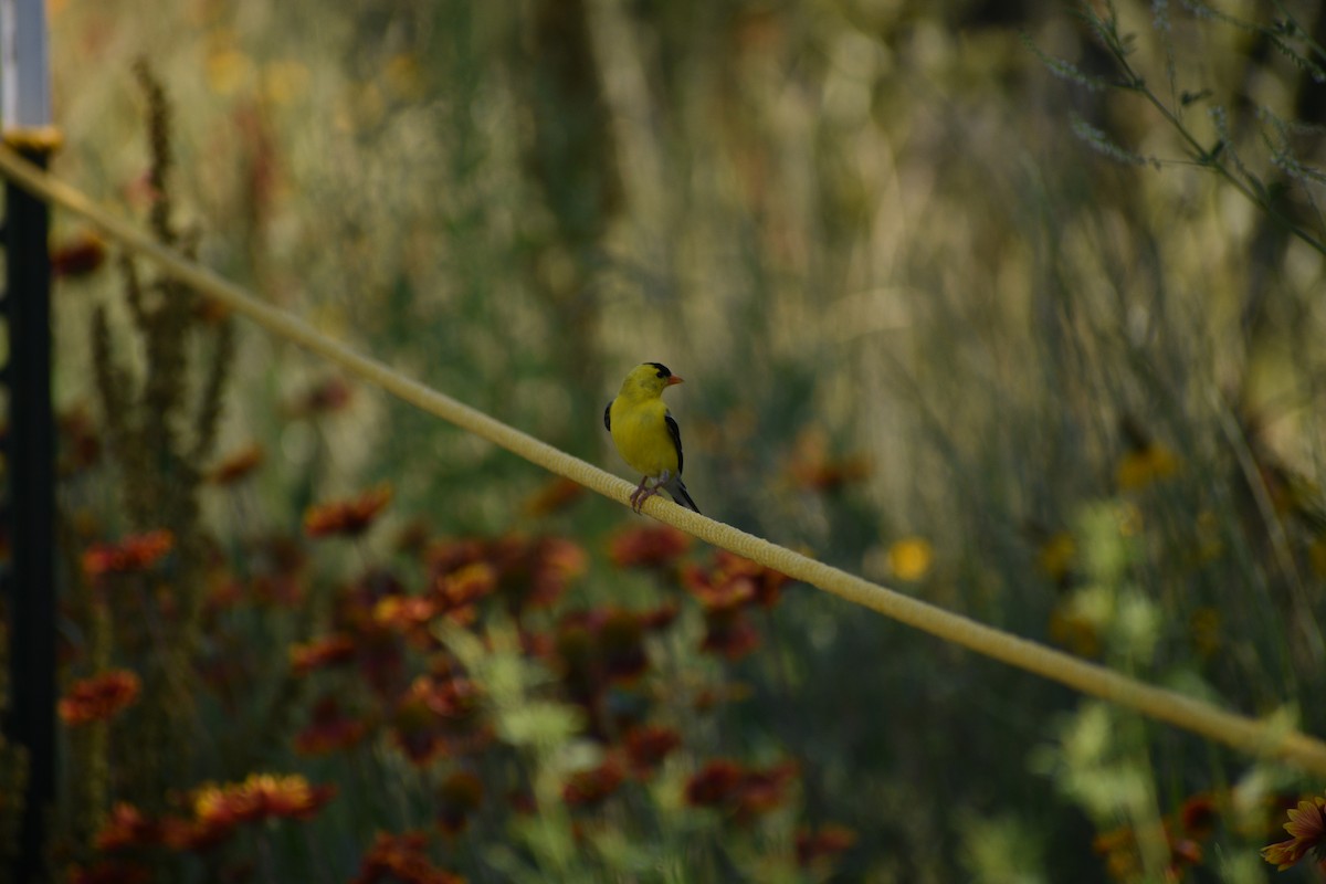 American Goldfinch - ML638202512