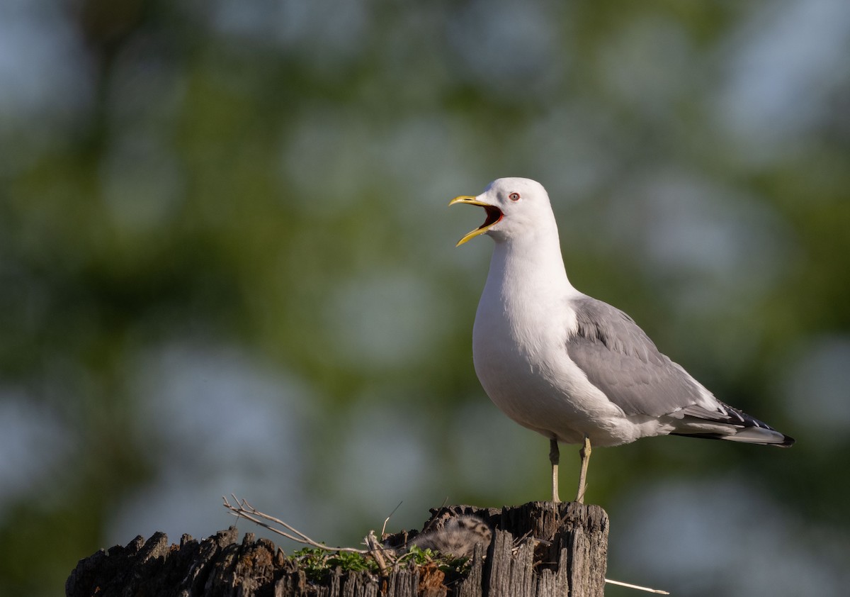 Short-billed Gull - ML638202513