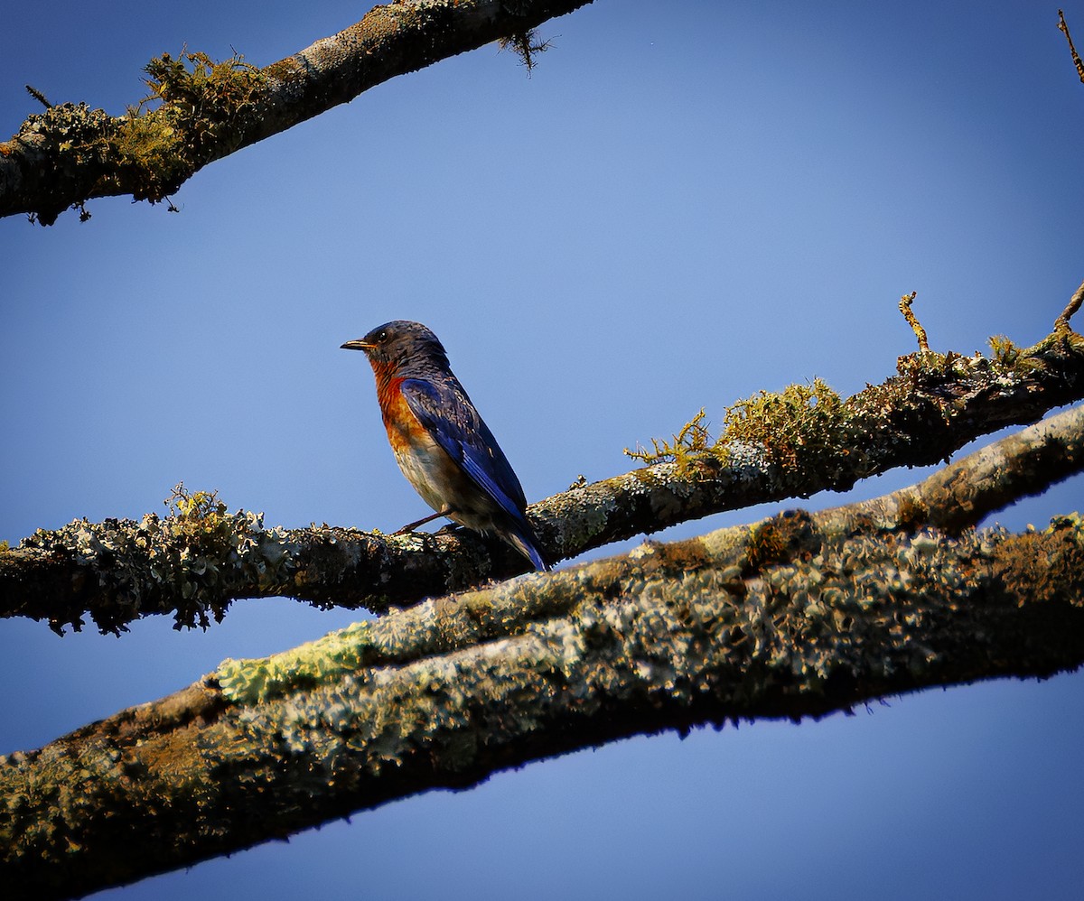 Eastern Bluebird - ML638202514