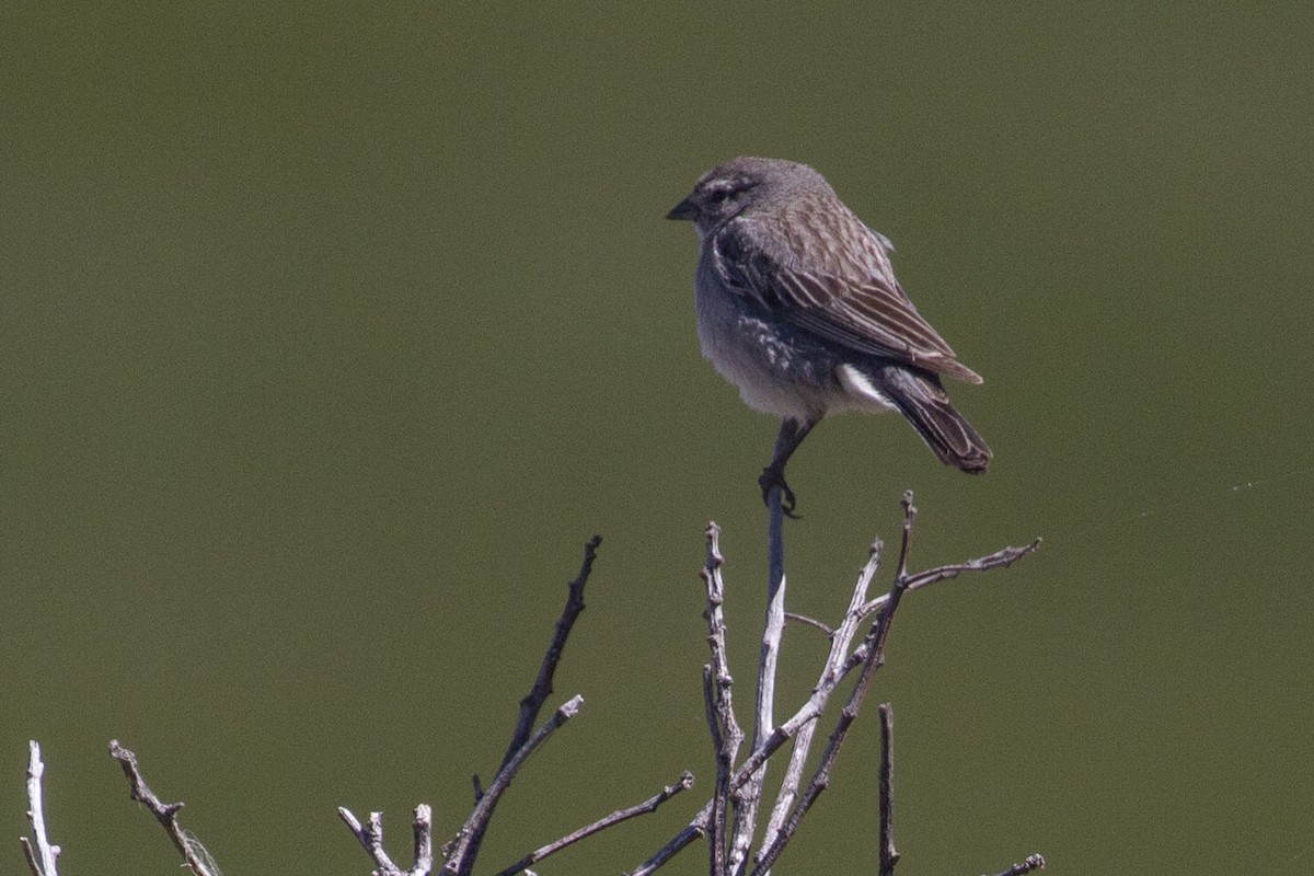 Ash-breasted Sierra Finch - ML638202516