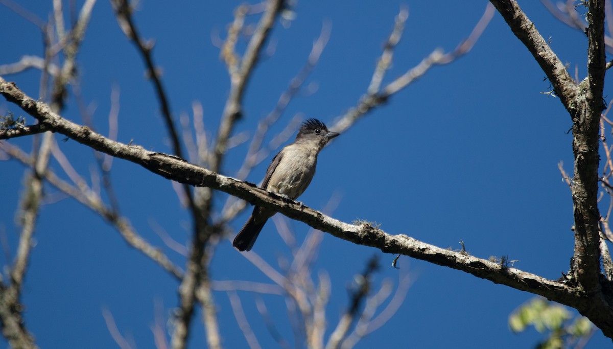 Crested Becard - ML638202546