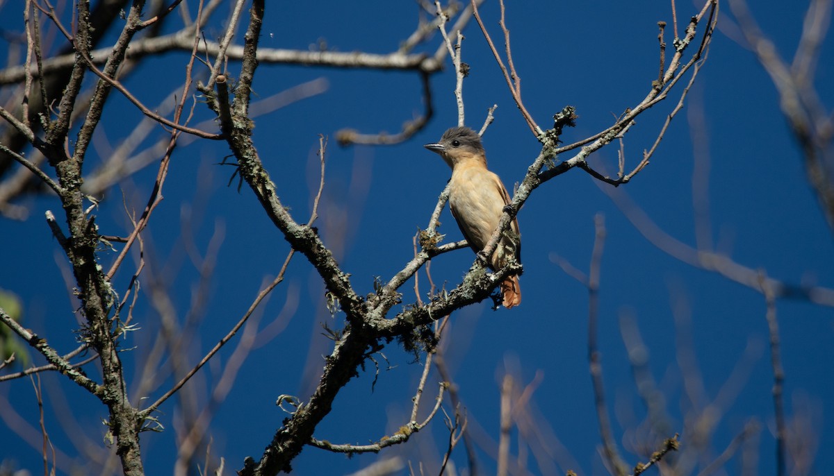 Crested Becard - ML638202547