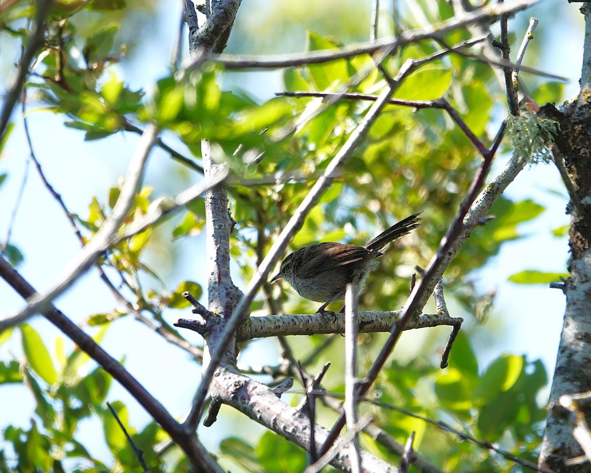 Bewick's Wren - ML638202565