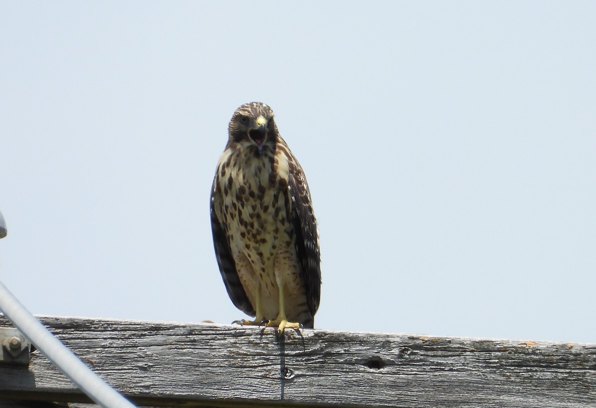 Red-shouldered Hawk - ML638202575