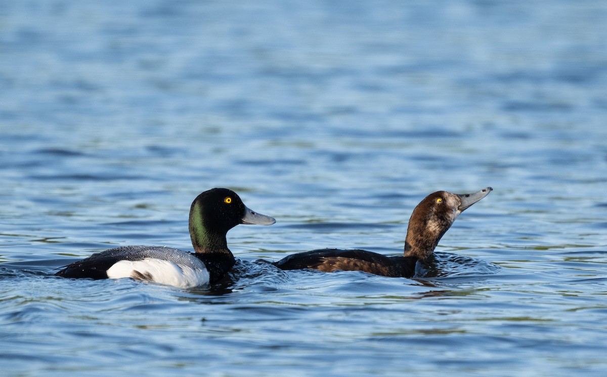 Greater Scaup - ML638202578
