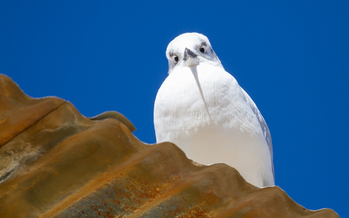 Andean Gull - ML638202579