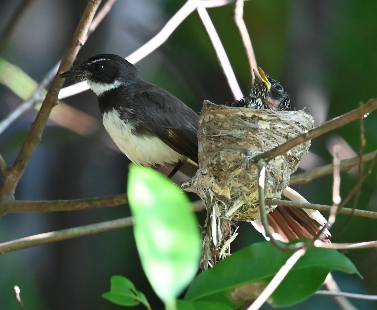 Malaysian Pied-Fantail - ML638202619