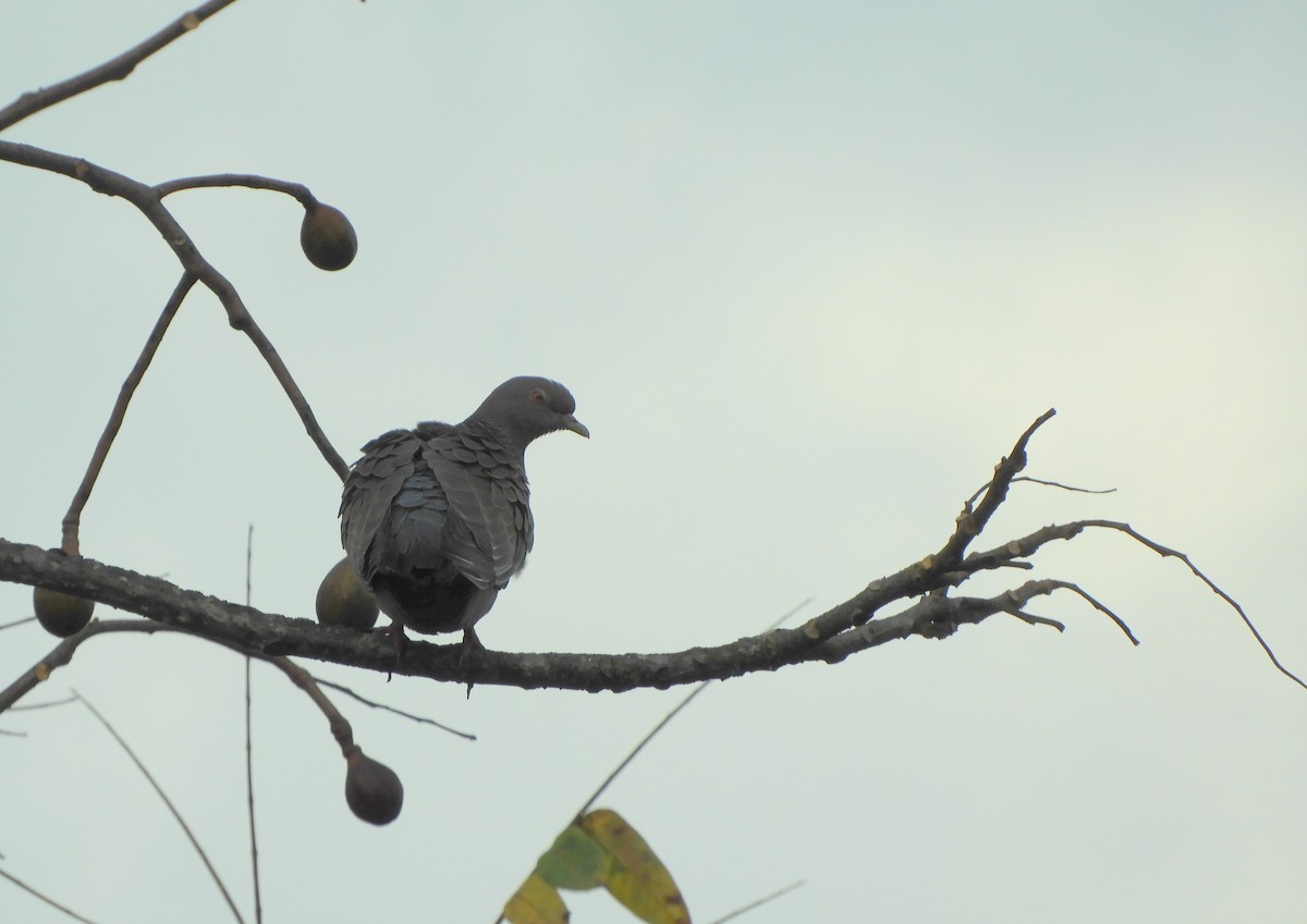 Picazuro Pigeon - ML638202620