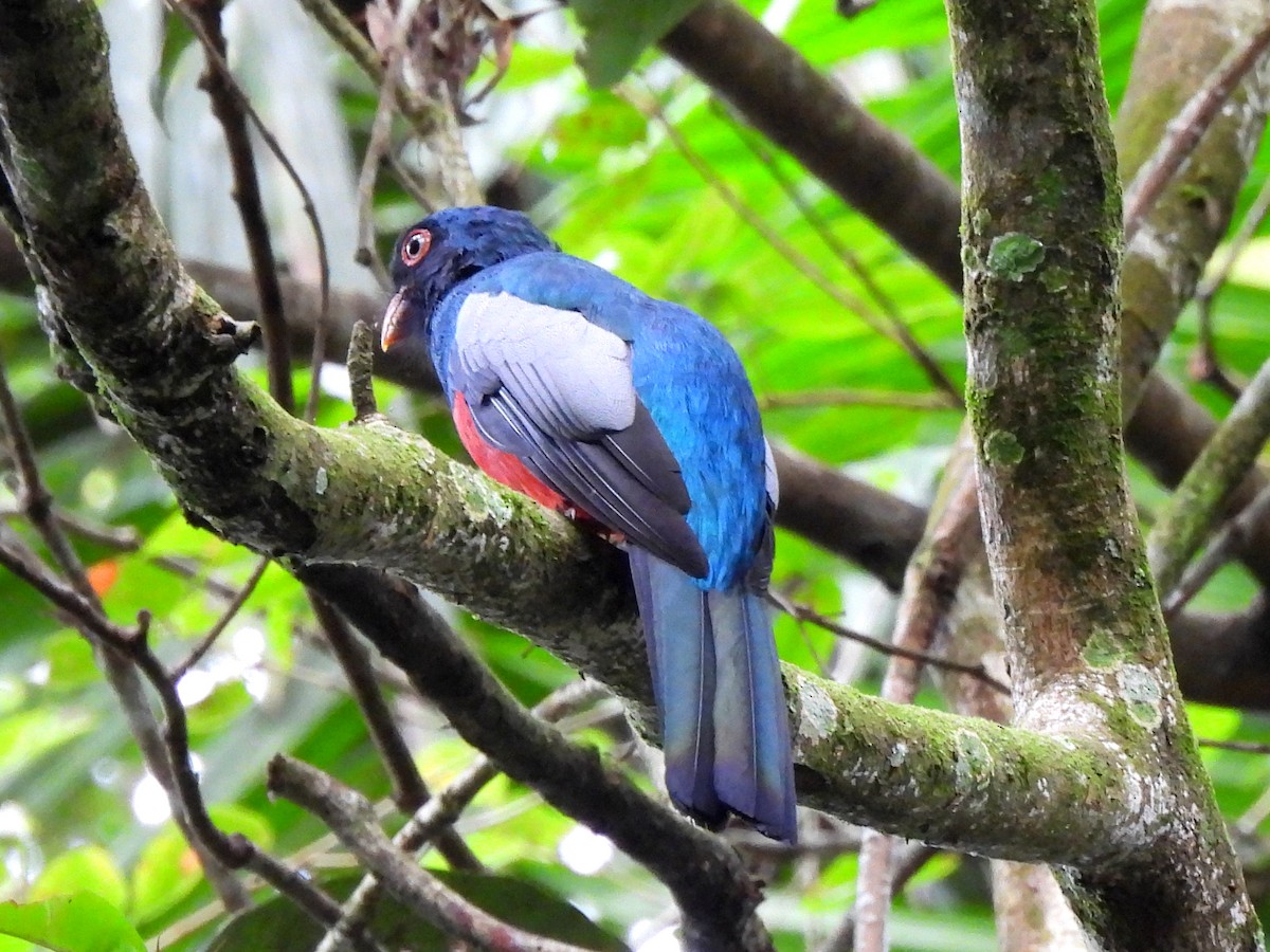 Slaty-tailed Trogon (Massena) - ML638202621