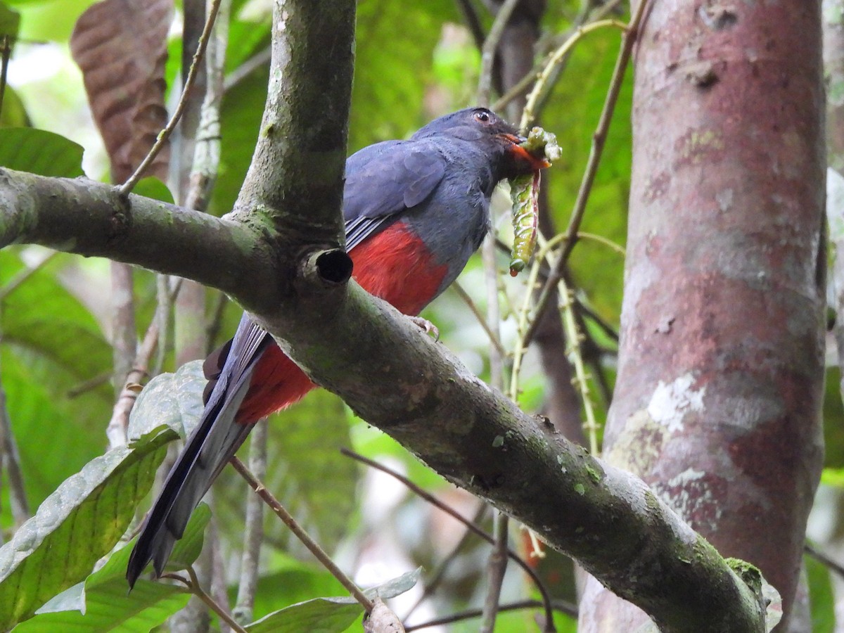 Slaty-tailed Trogon (Massena) - ML638202622