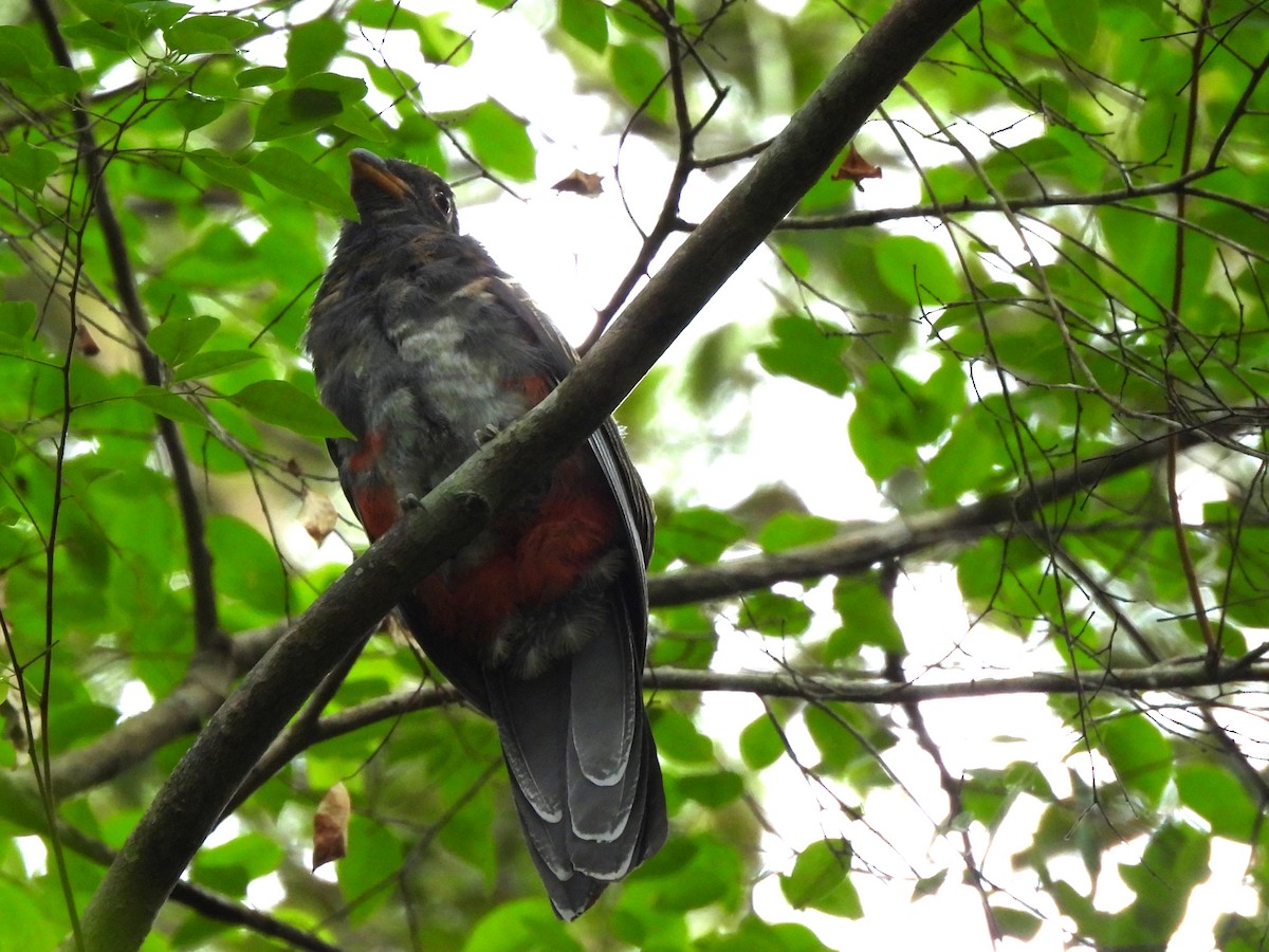 Slaty-tailed Trogon (Massena) - ML638202623