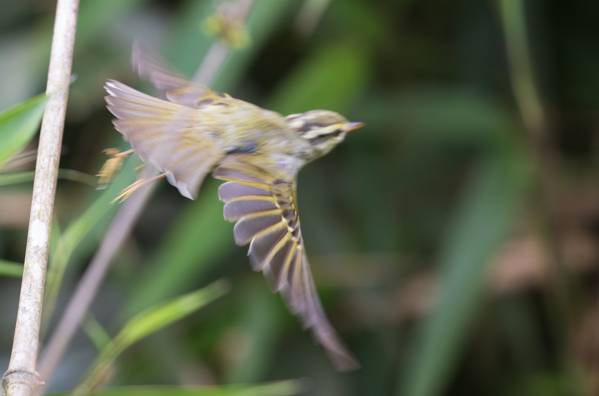 Blyth's Leaf Warbler - ML638202646