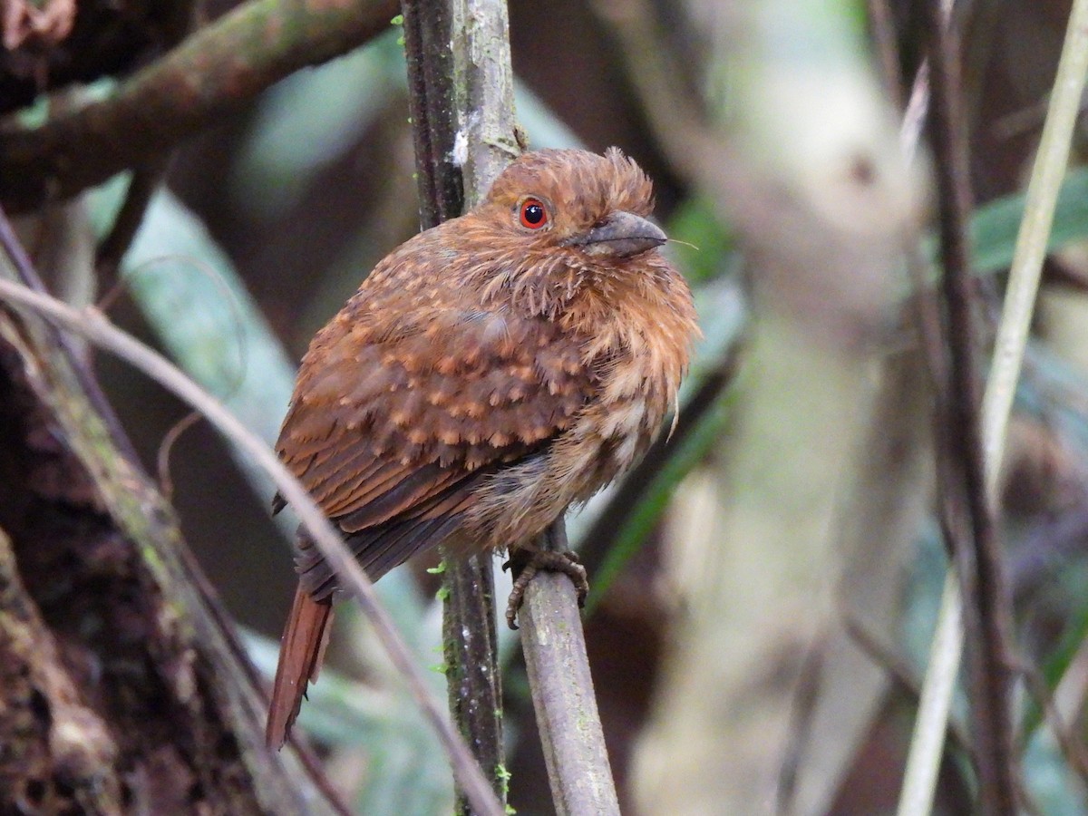 White-whiskered Puffbird - ML638202647