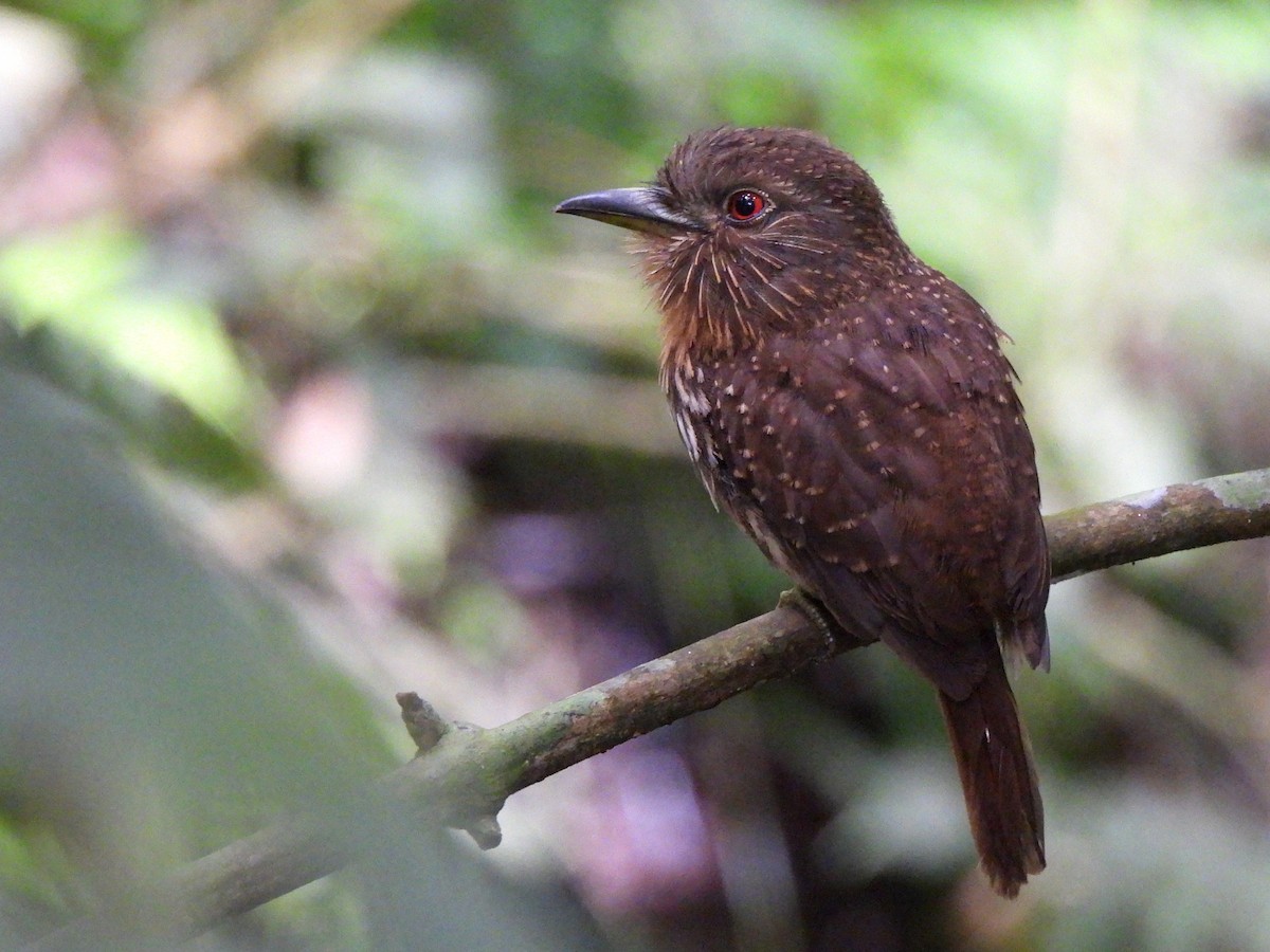 White-whiskered Puffbird - ML638202648