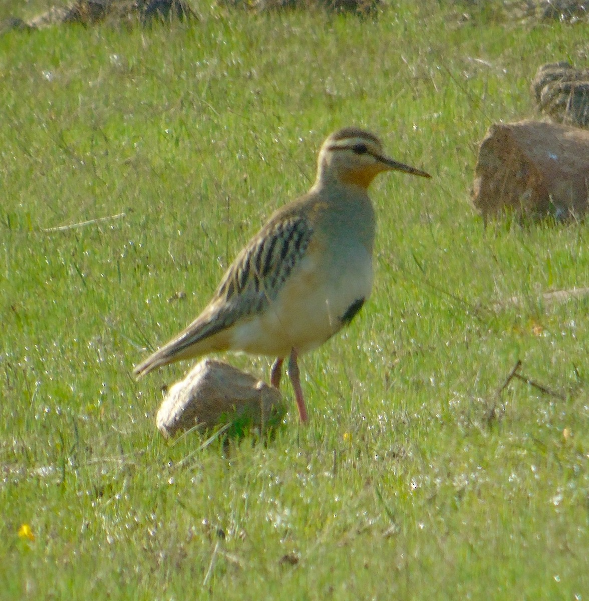 Tawny-throated Dotterel - ML638202649