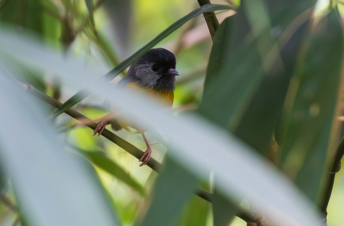 Golden-breasted Fulvetta - ML638202671