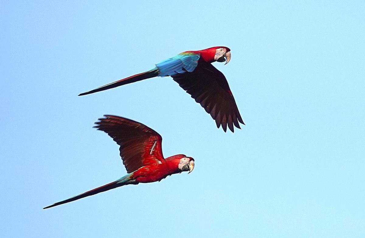 Red-and-green Macaw - ML638202673