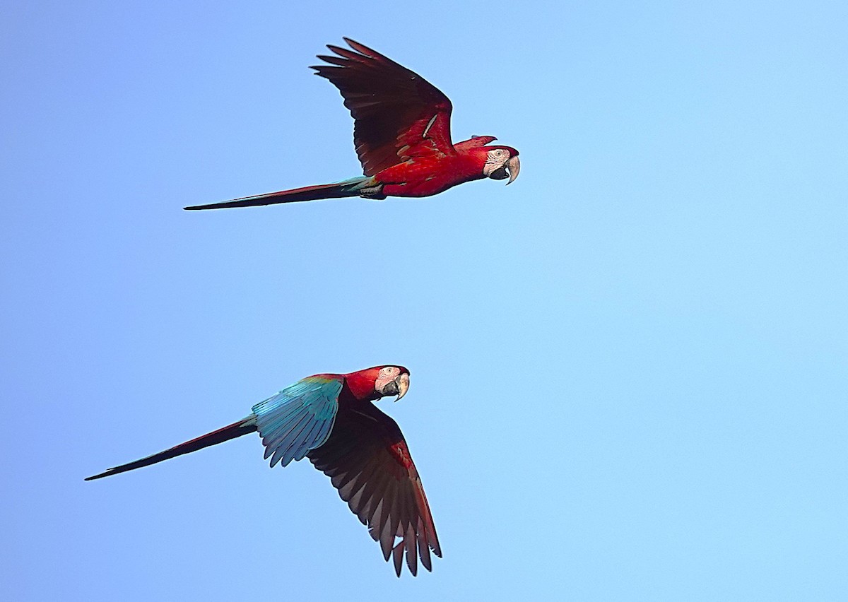 Red-and-green Macaw - ML638202674