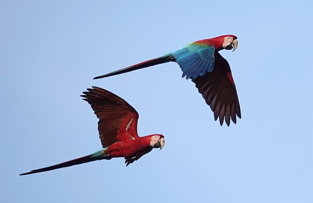 Red-and-green Macaw - ML638202677