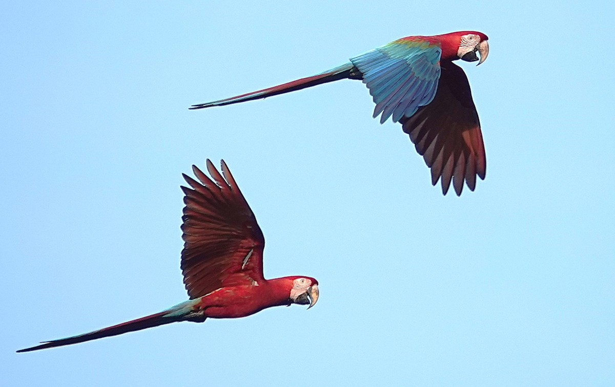 Red-and-green Macaw - ML638202678