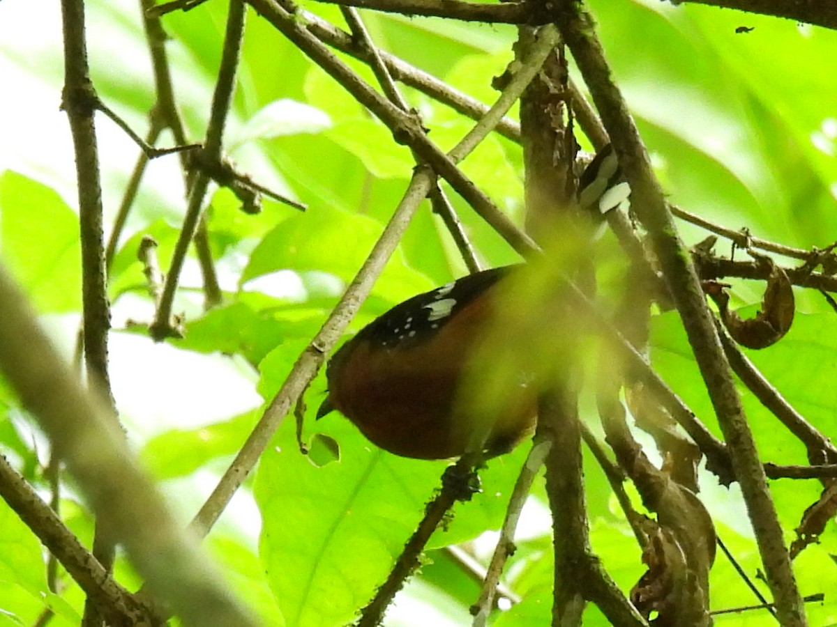 Dot-winged Antwren - ML638202680