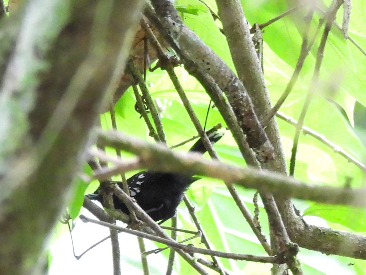 Dot-winged Antwren - ML638202681