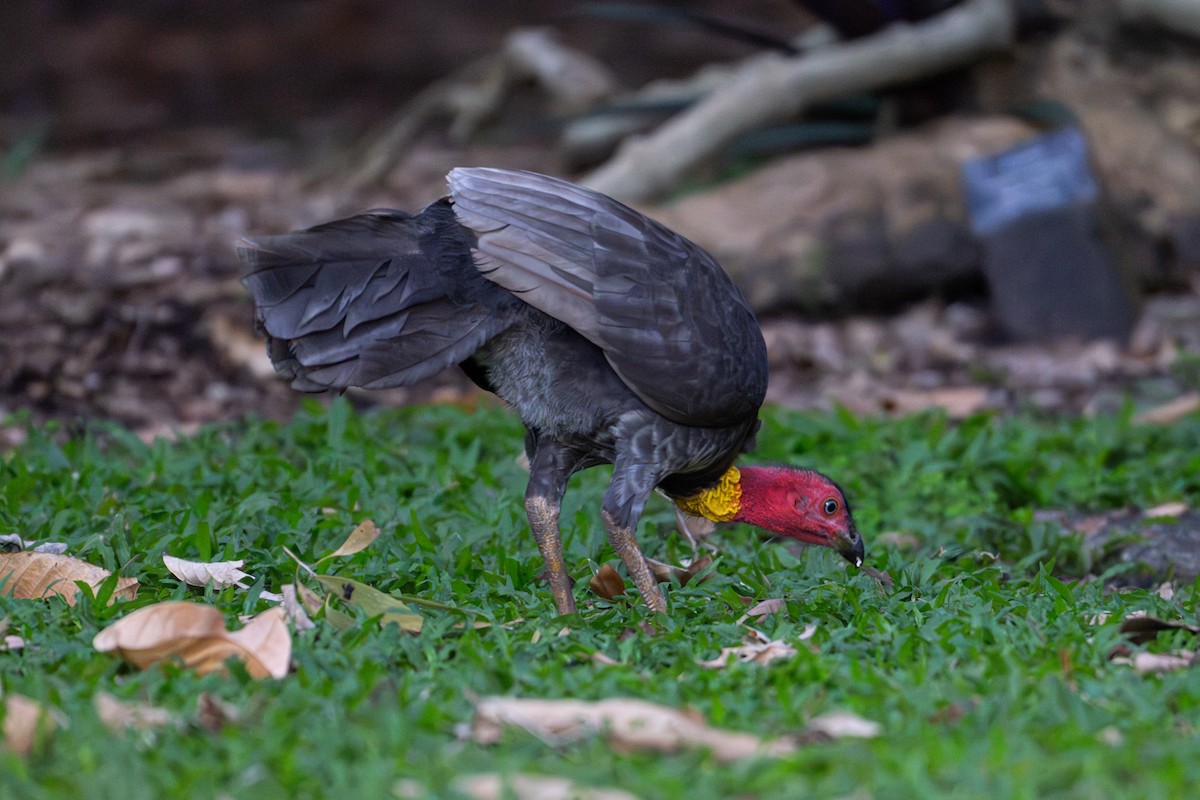 Australian Brushturkey - ML638202696
