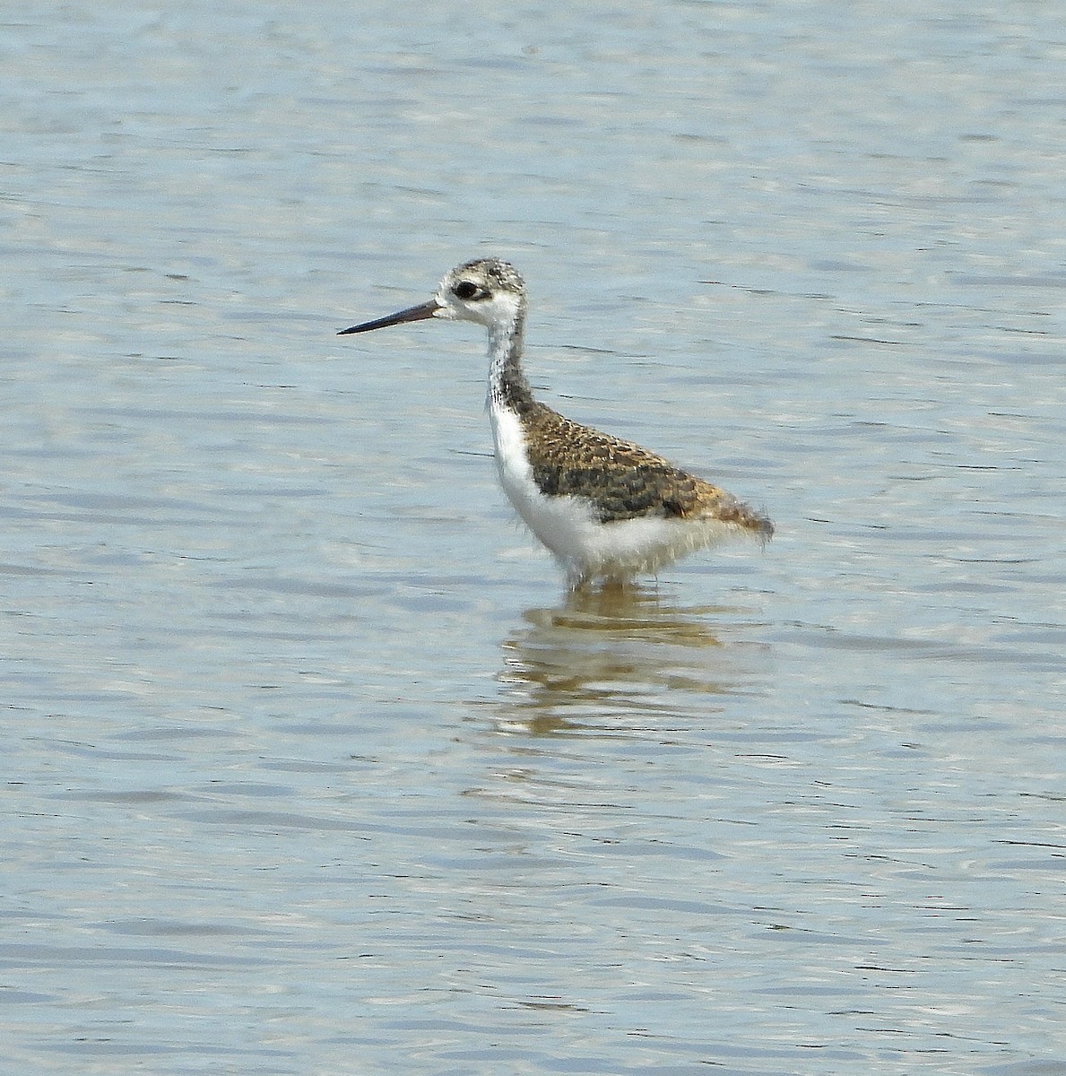 Black-necked Stilt - ML638202702