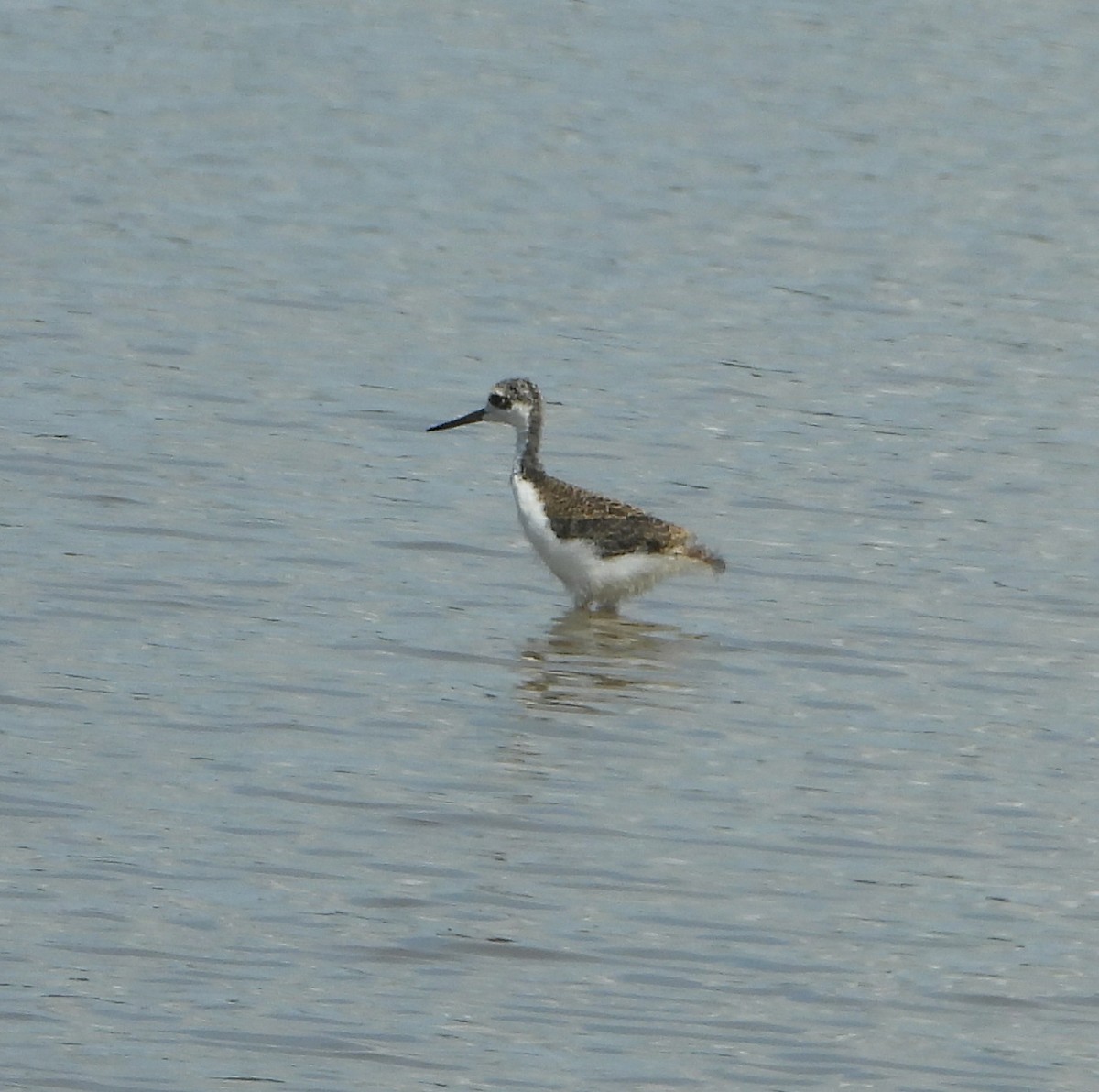 Black-necked Stilt - ML638202704