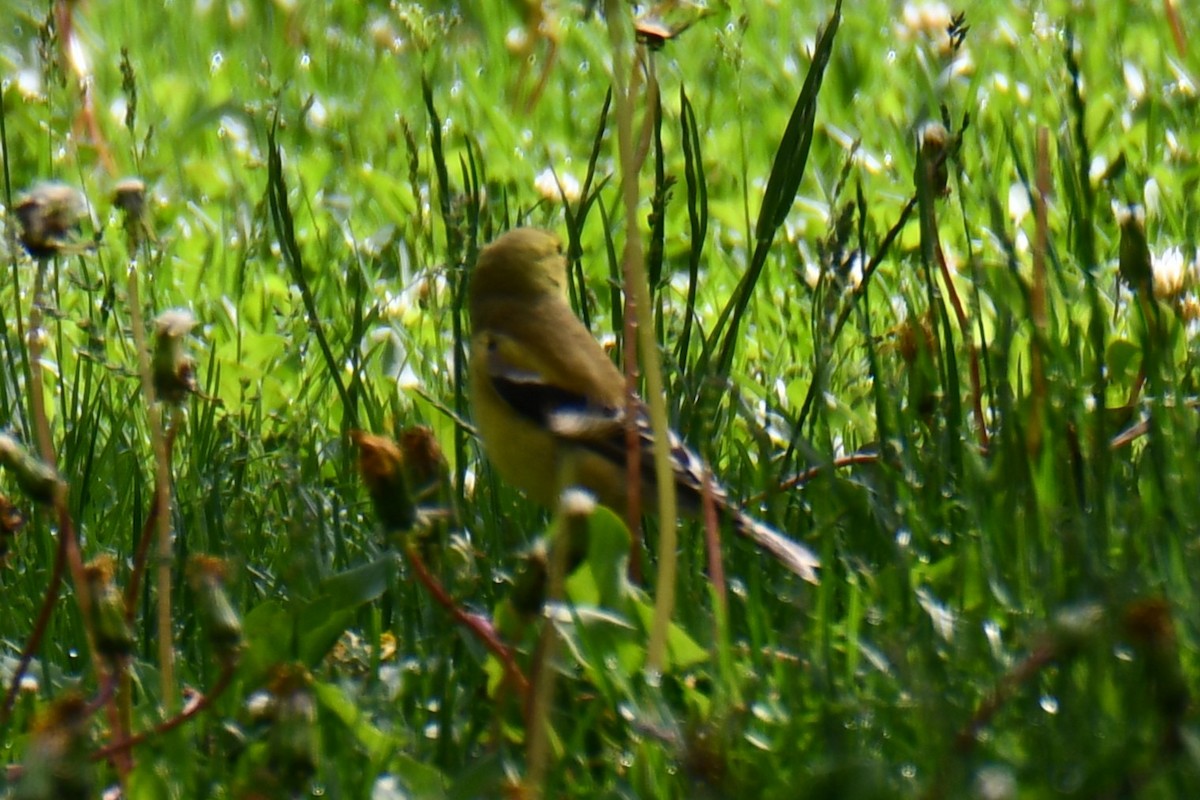American Goldfinch - ML638202709