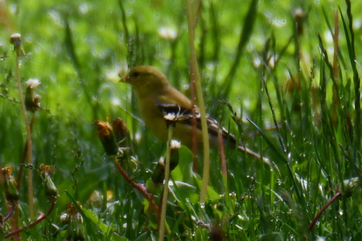American Goldfinch - ML638202710