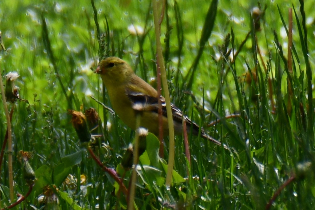 American Goldfinch - ML638202711