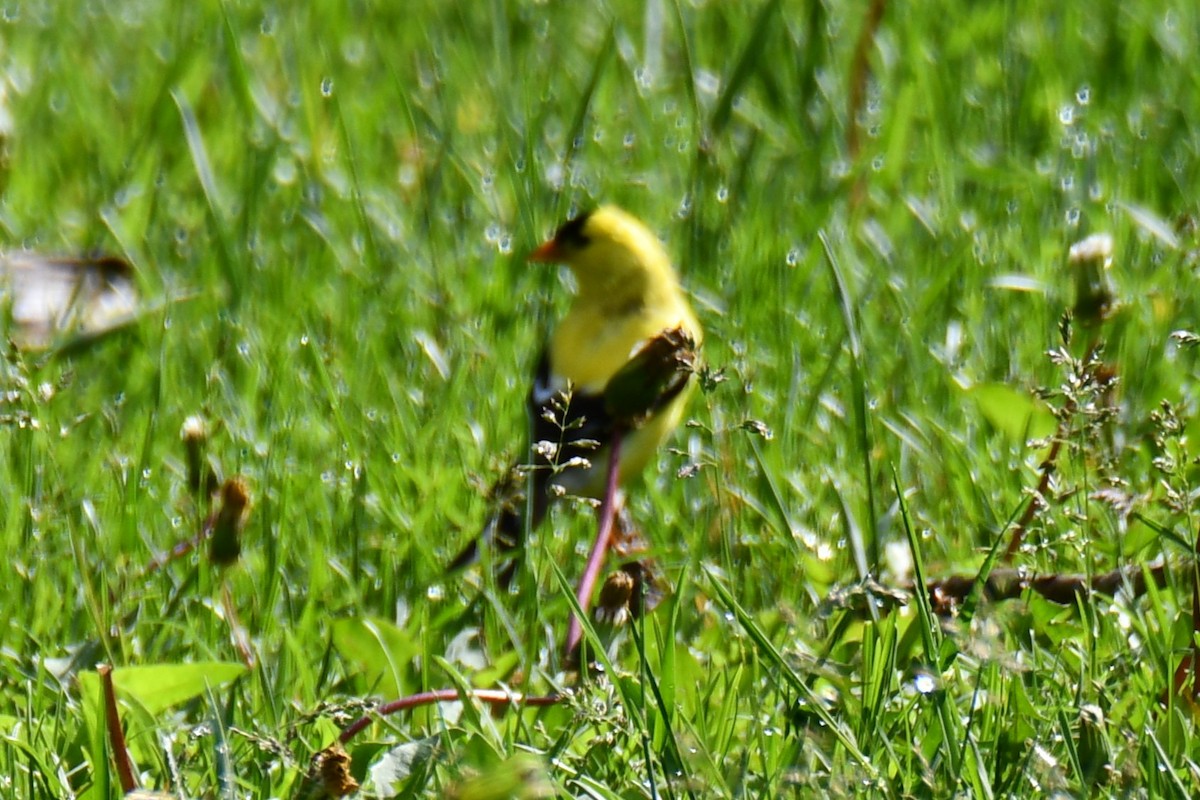 American Goldfinch - ML638202712
