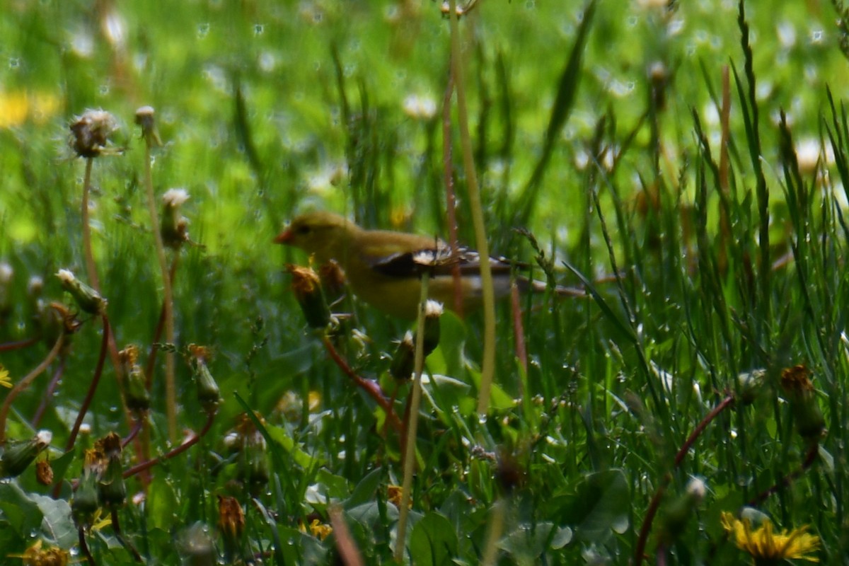 American Goldfinch - ML638202713