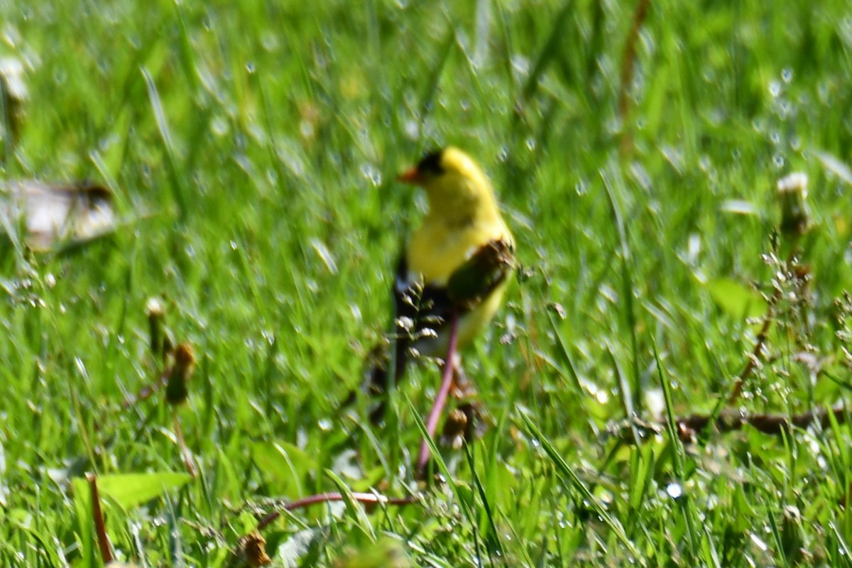 American Goldfinch - ML638202714